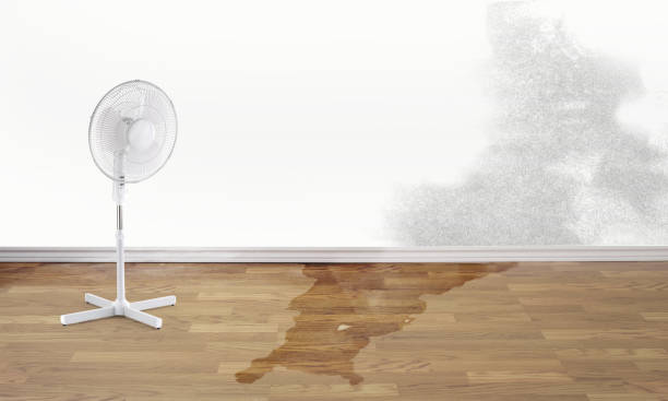 Best Basement water damage restoration  in San Lorenzo, CA