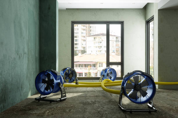 Best Water damage cleanup near me  in San Lorenzo, CA